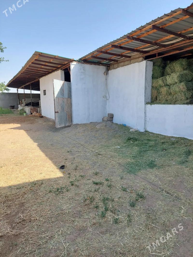 daca - Ашхабад - img 4