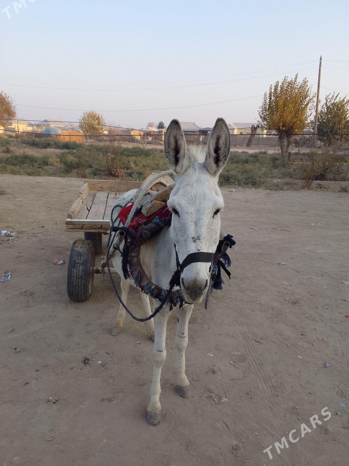 esek araba - Baýramaly - img 3