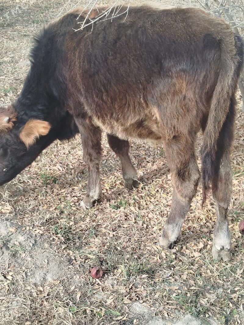 okütje - Magtymguly - img 2