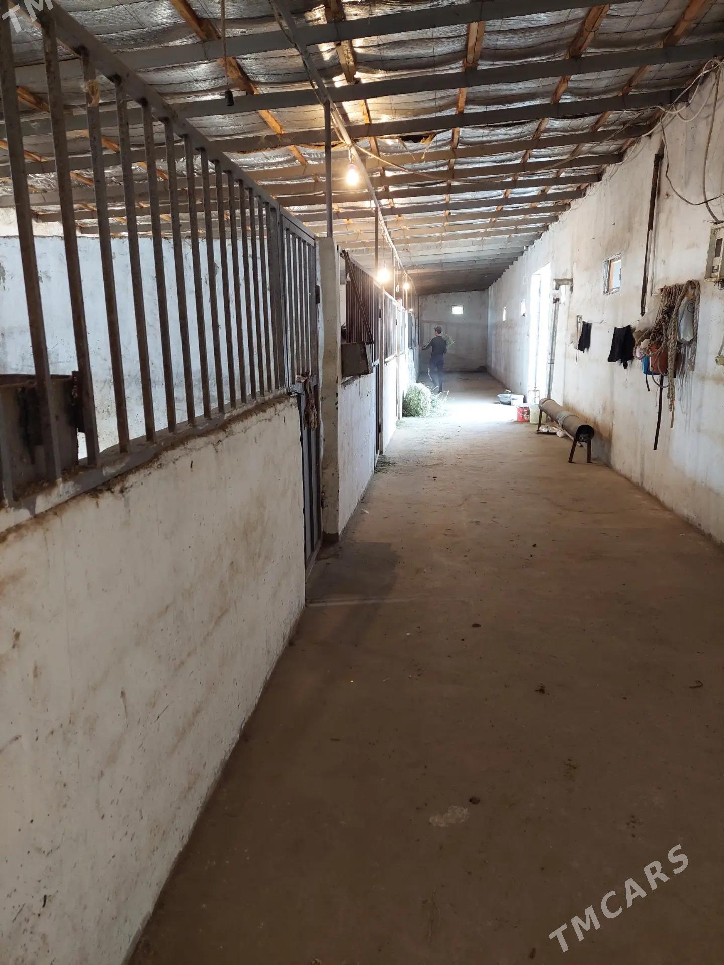 daca - Ашхабад - img 3