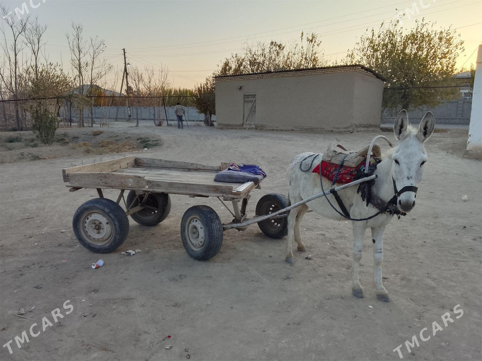 esek araba - Baýramaly - img 4