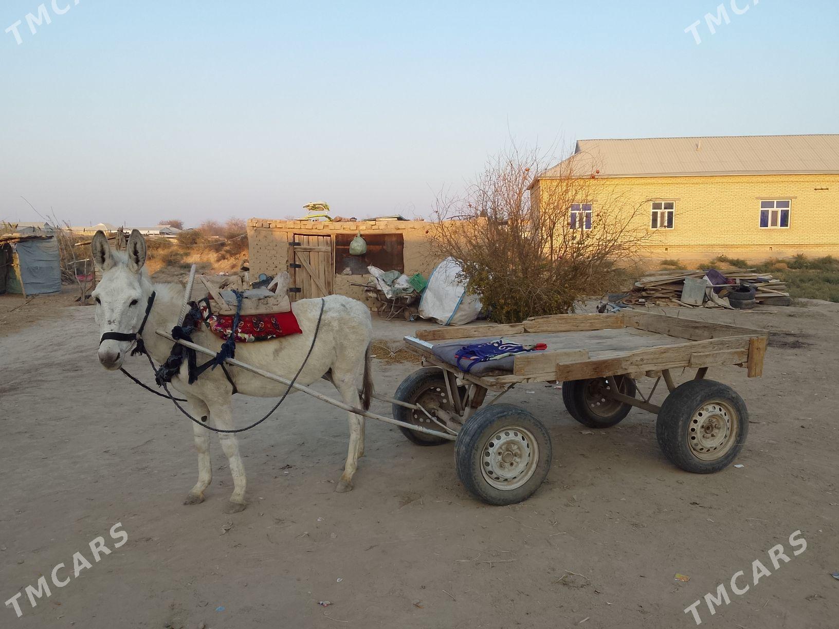 esek araba - Baýramaly - img 2