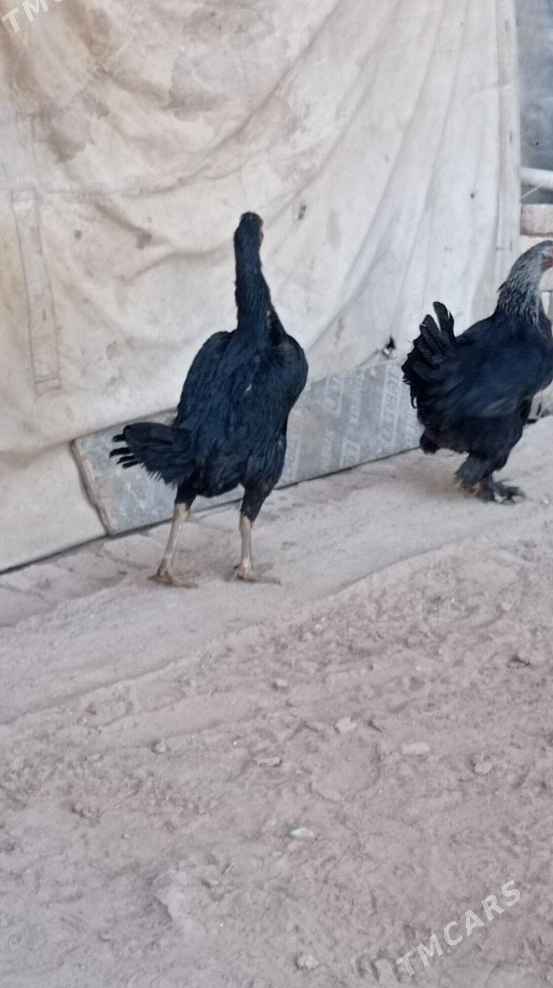 Bayes tovuk - Mary - img 6