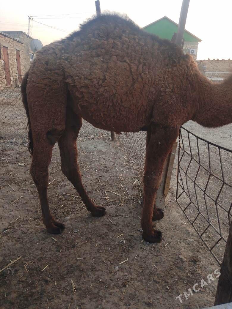 torum - Bereket - img 4