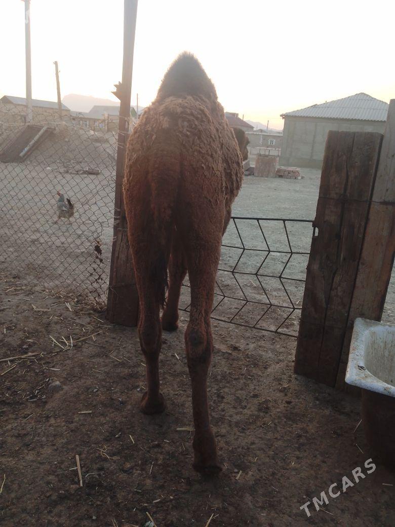 torum - Bereket - img 2