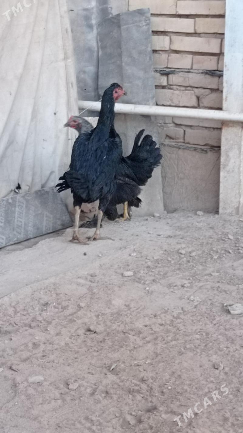 Bayes tovuk - Mary - img 5