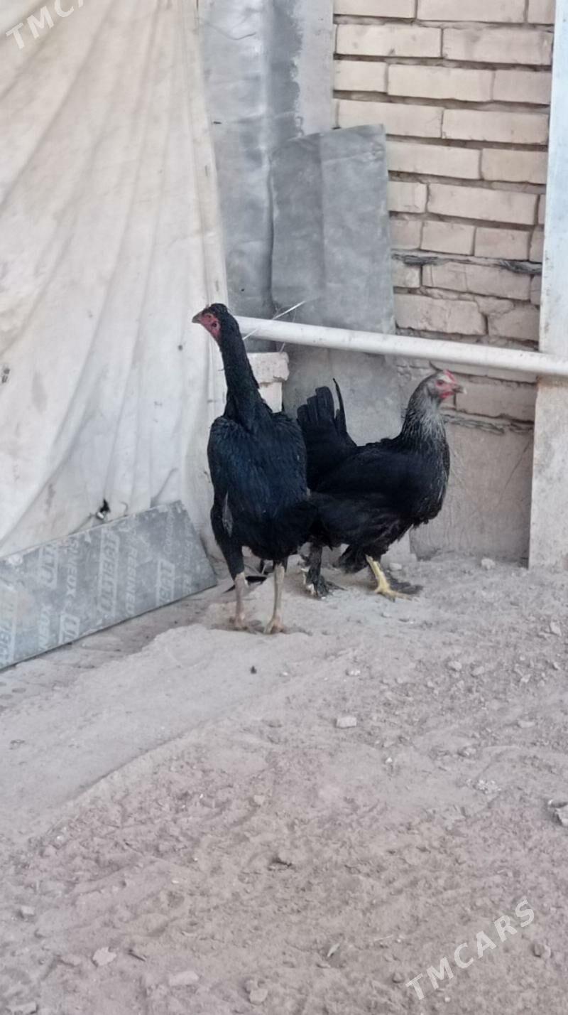 Bayes tovuk - Mary - img 3