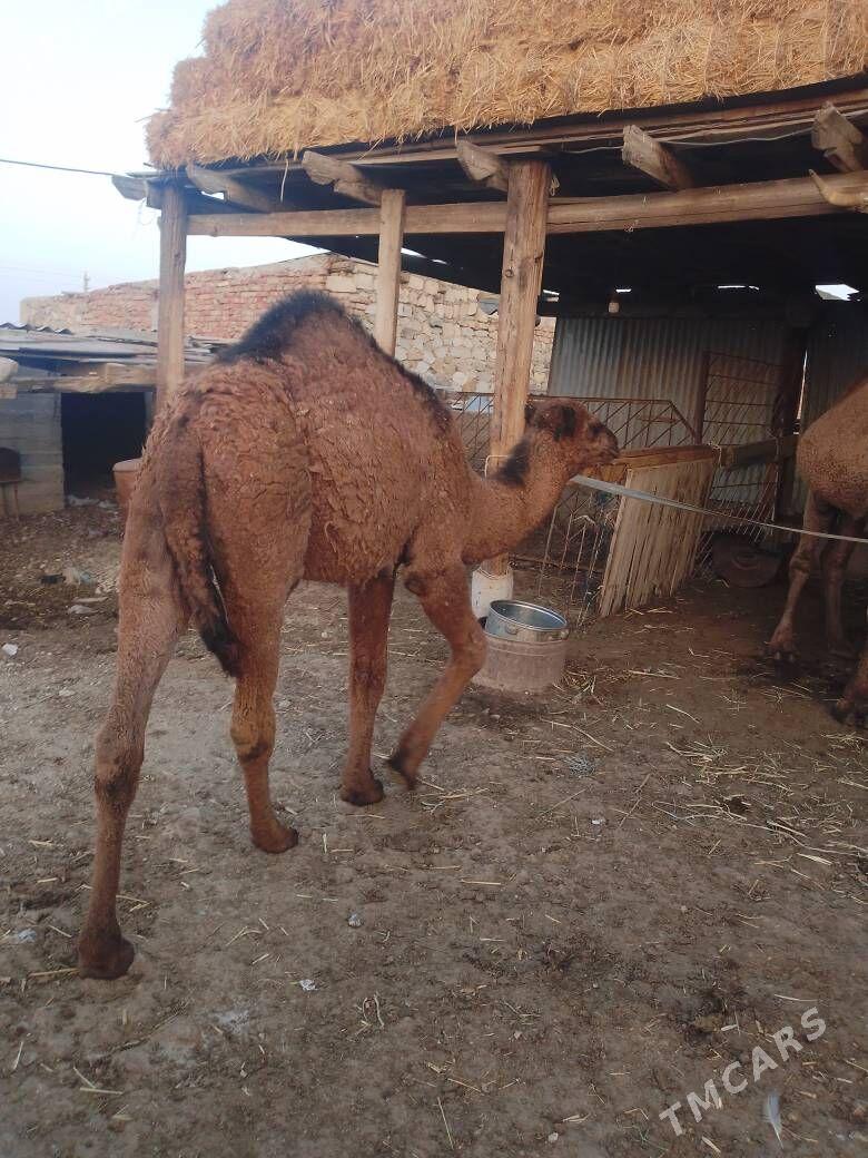 torum - Bereket - img 3