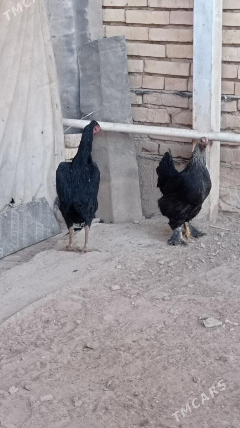 Bayes tovuk - Mary - img 1