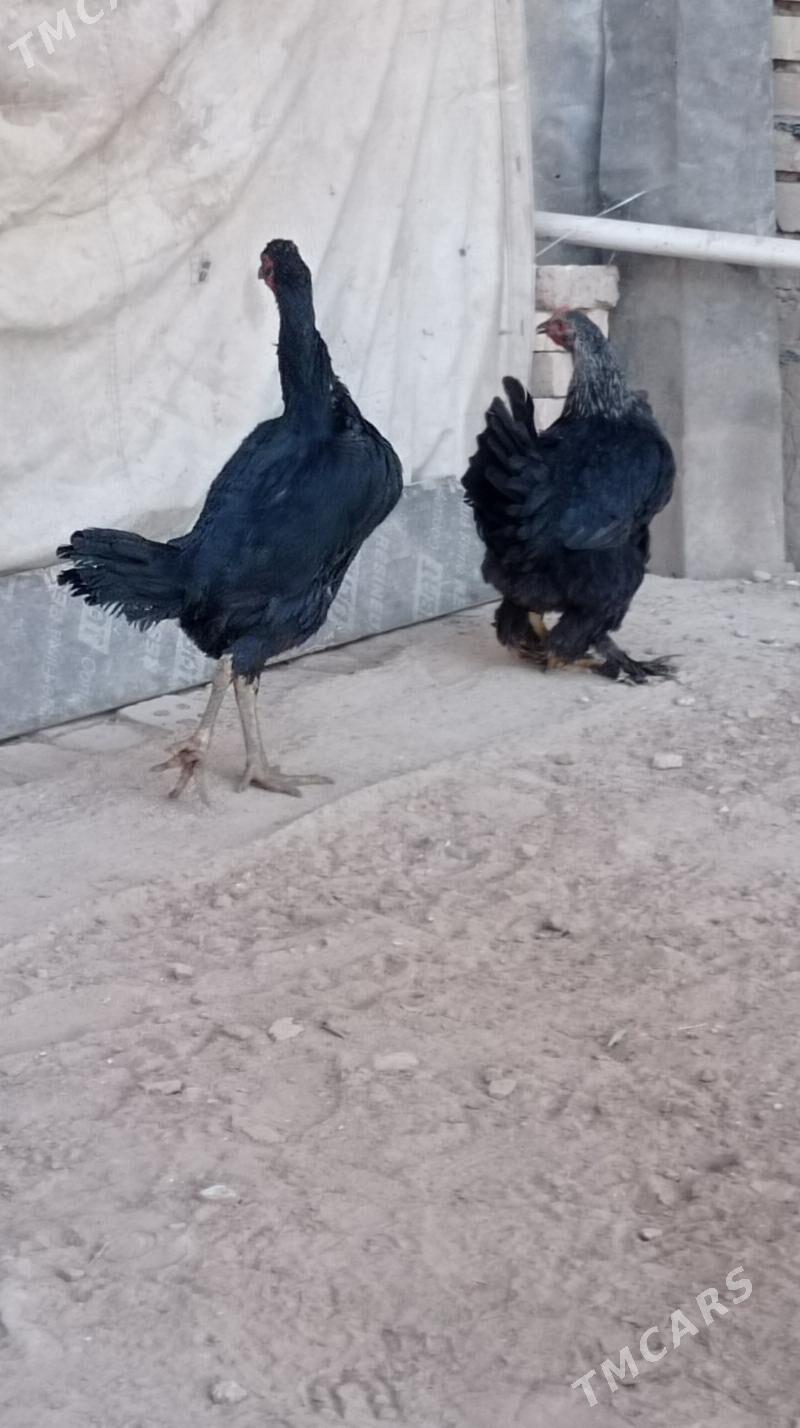 Bayes tovuk - Mary - img 8