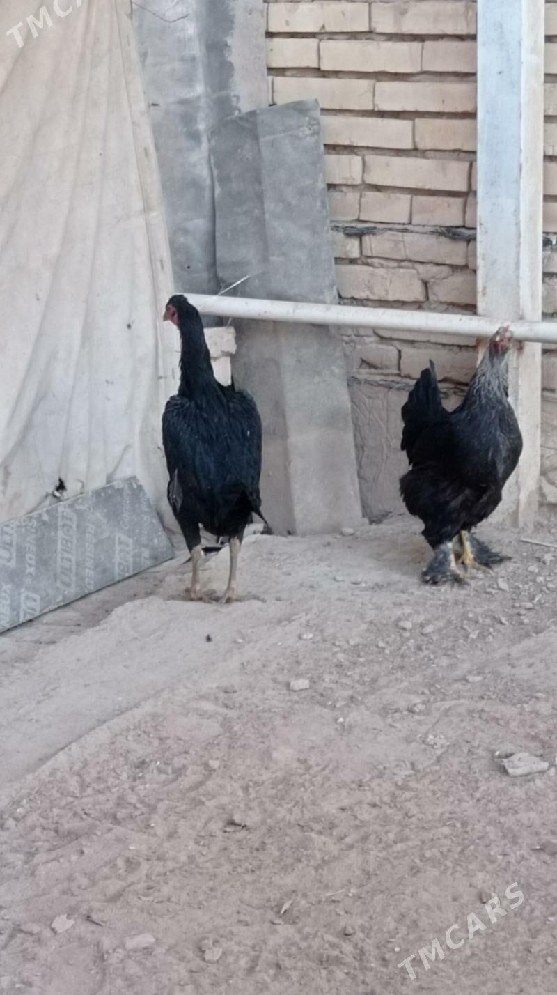 Bayes tovuk - Mary - img 4