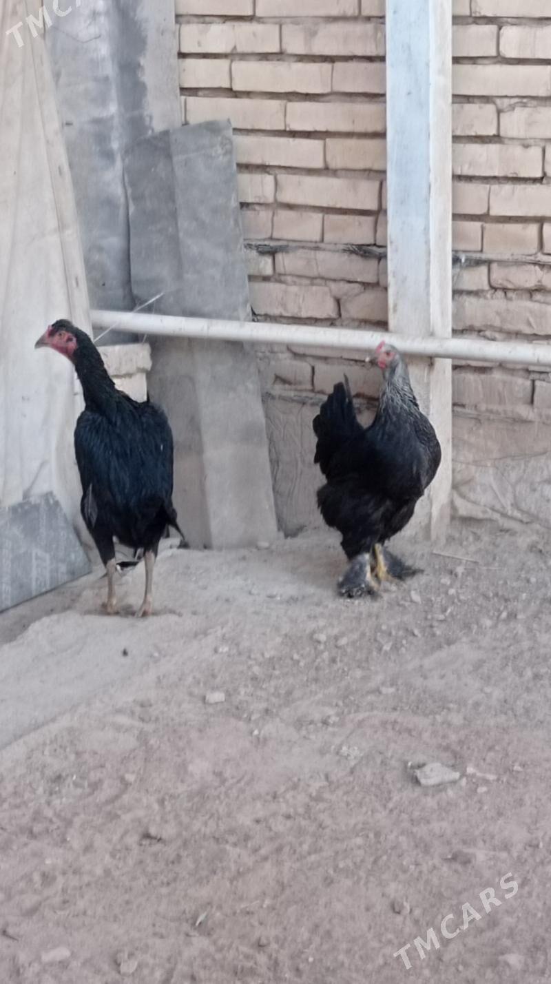 Bayes tovuk - Mary - img 2