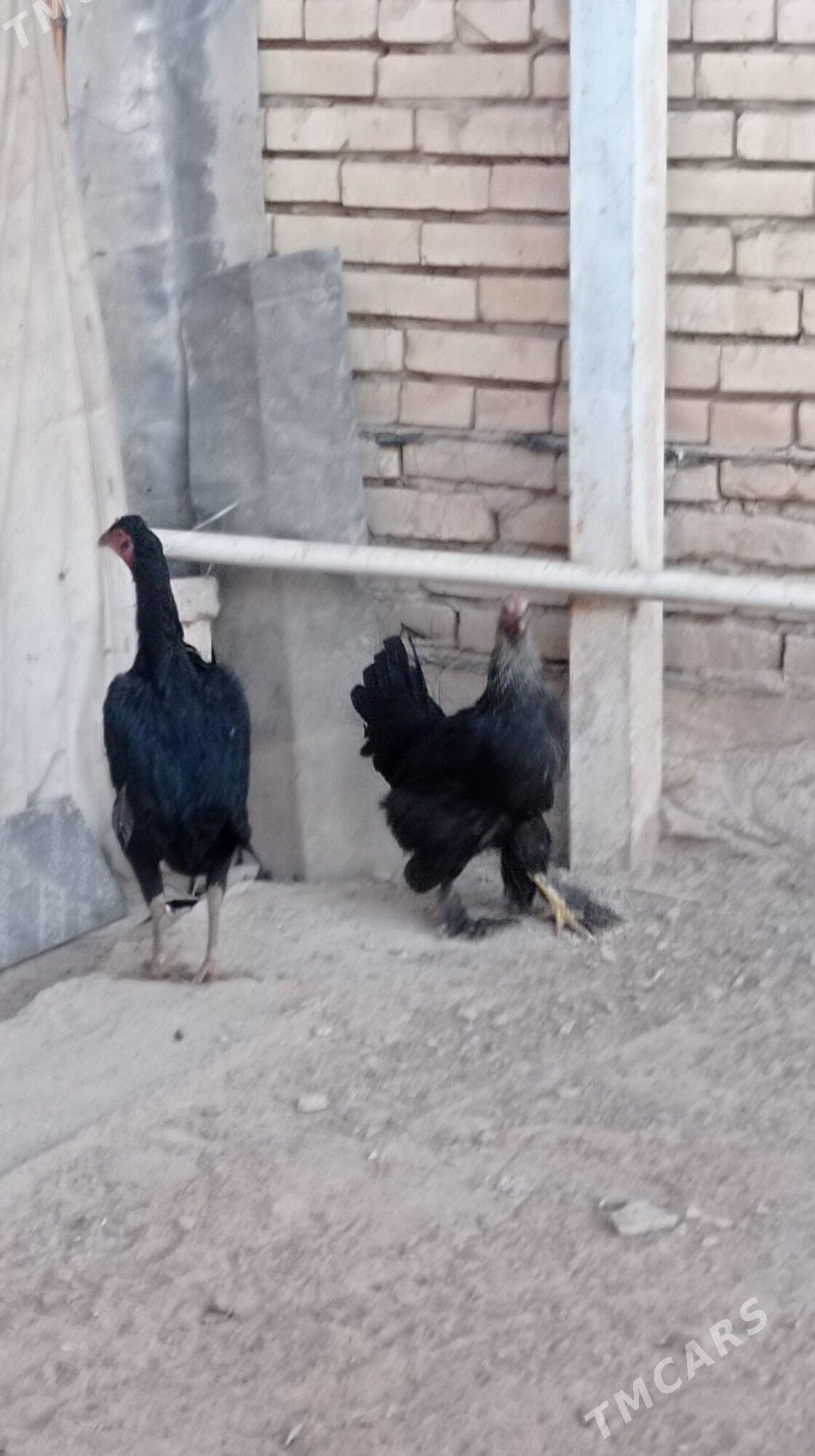 Bayes tovuk - Mary - img 7