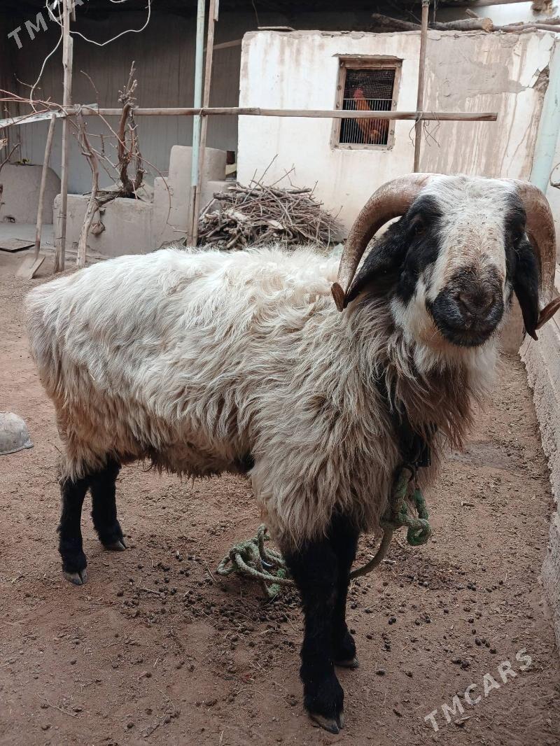 guzi - Дашогуз - img 2