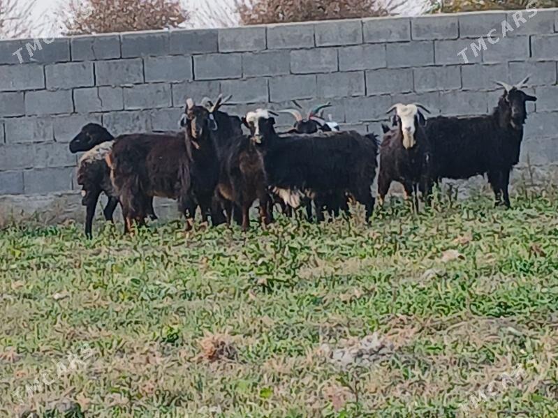 geci - Bäherden - img 2