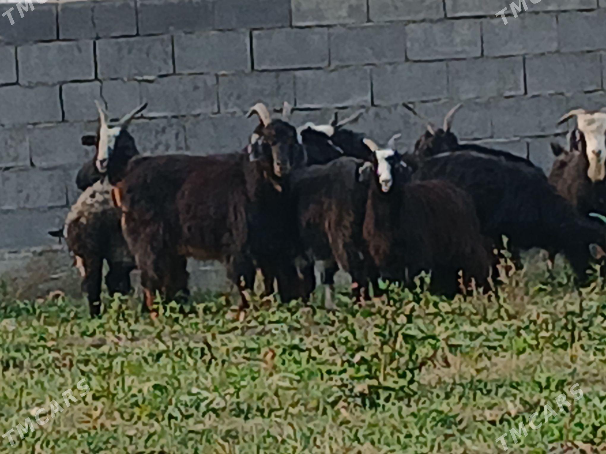 geci - Bäherden - img 4