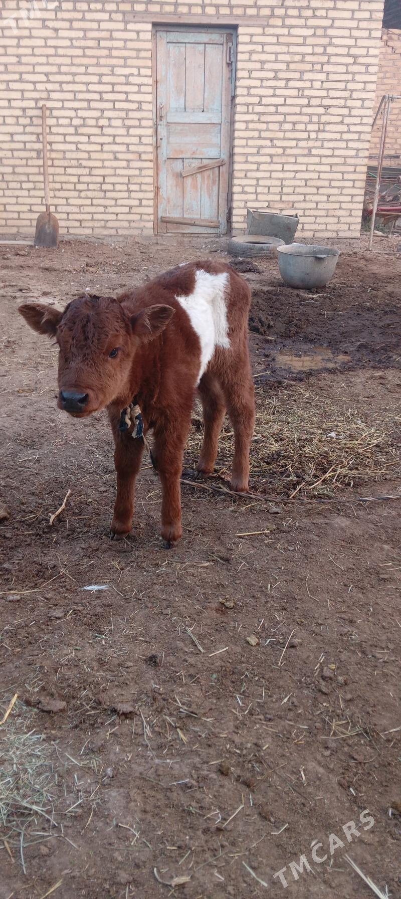 sygyrlar - Murgap - img 4