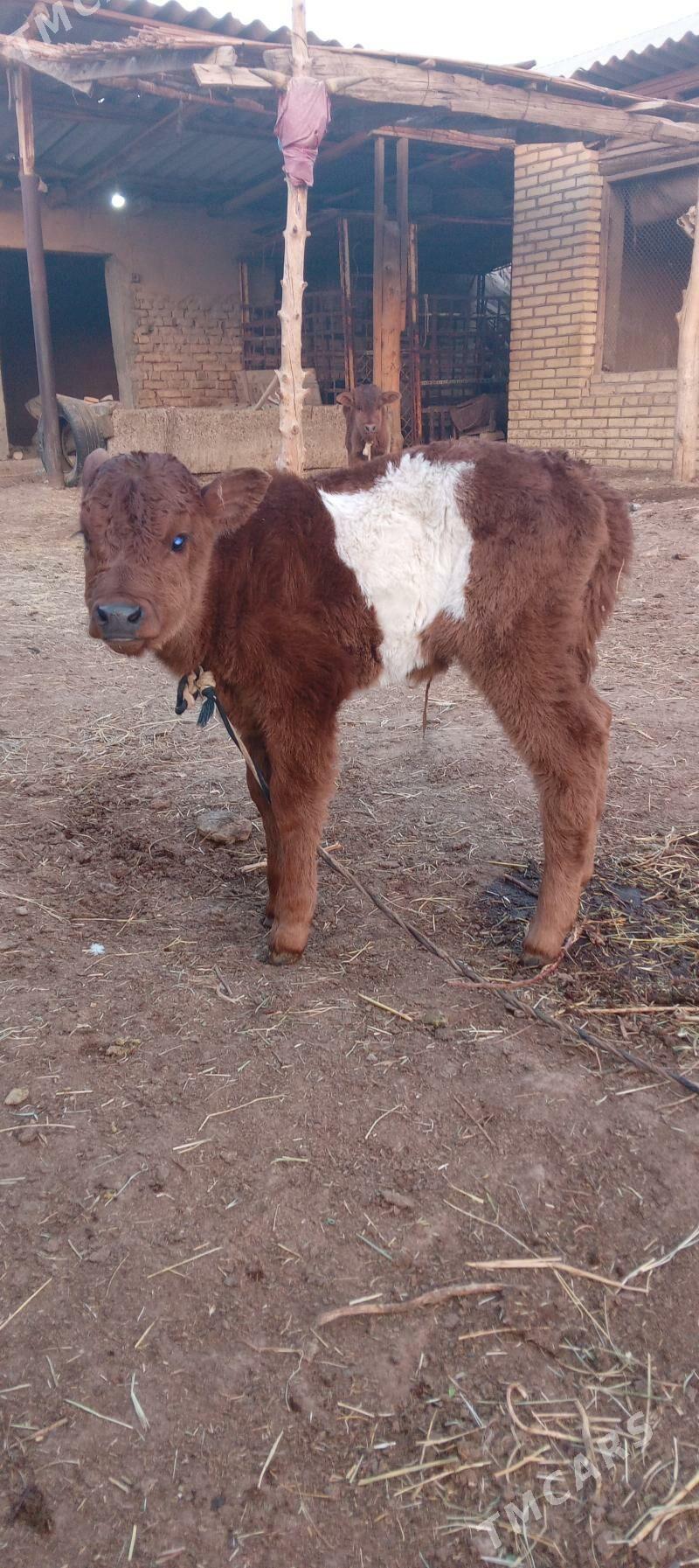 sygyrlar - Murgap - img 3