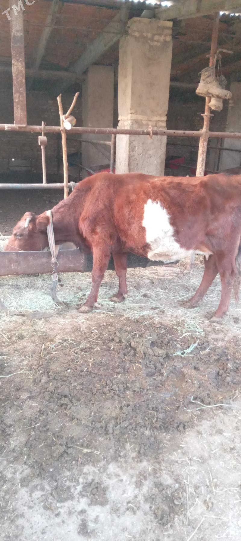 sygyrlar - Murgap - img 5