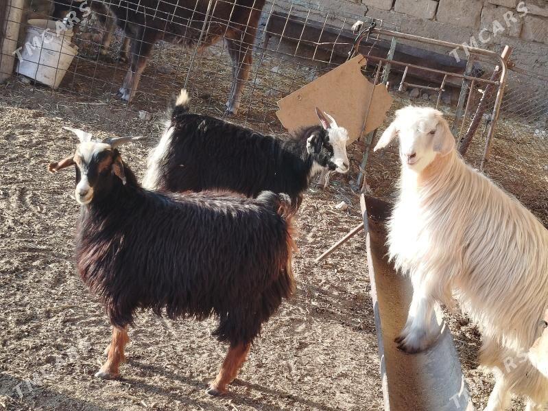 çebiş - Гызыларбат - img 1