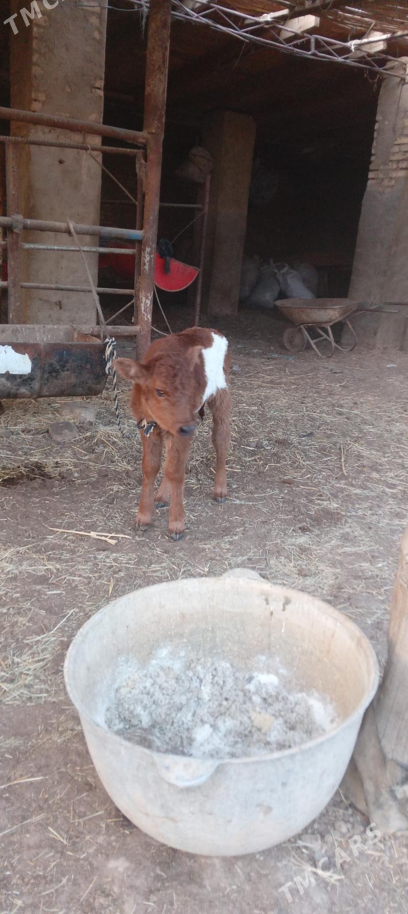 sygyrlar - Murgap - img 7