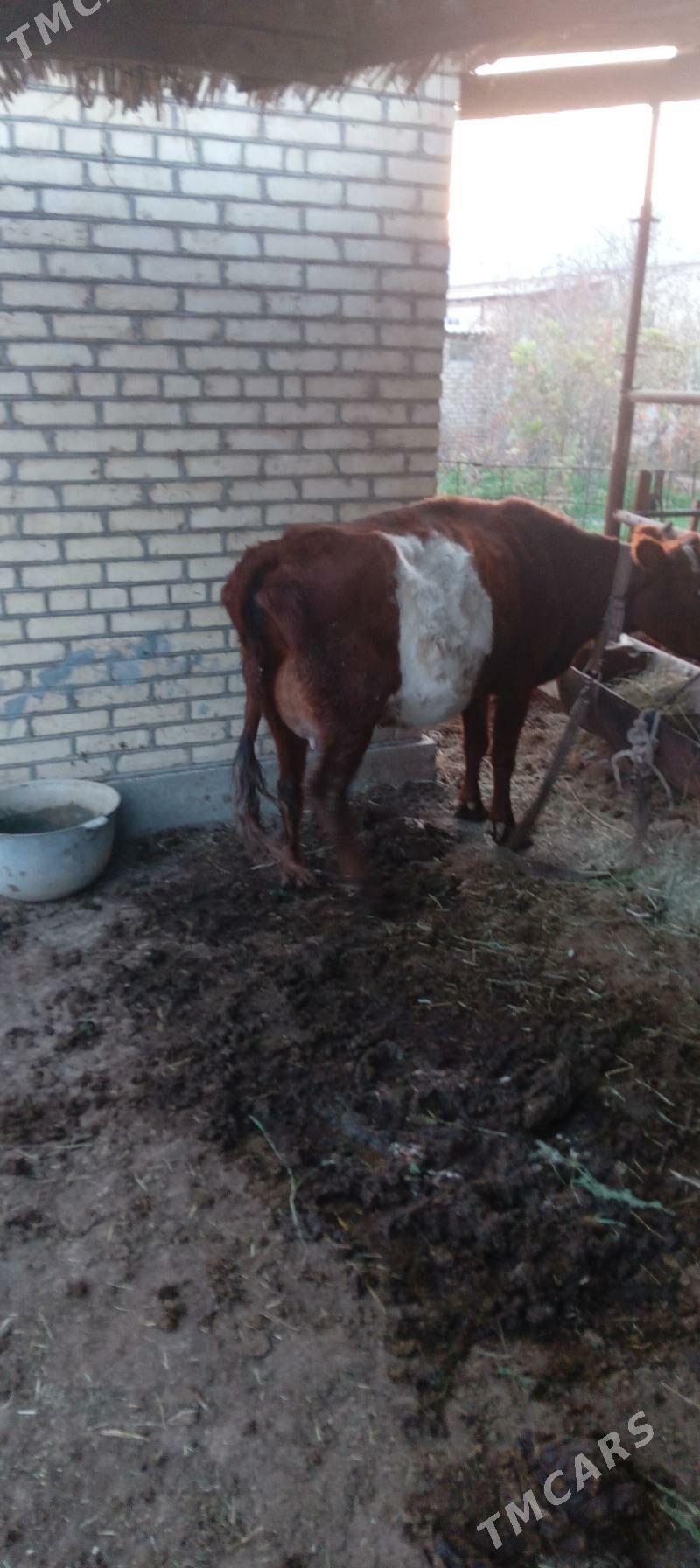 sygyrlar - Murgap - img 6