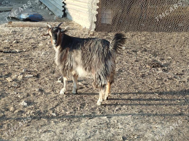 çebiş - Гызыларбат - img 3