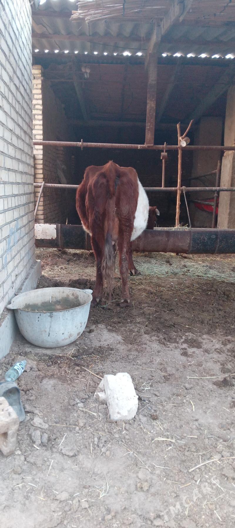 sygyrlar - Murgap - img 2