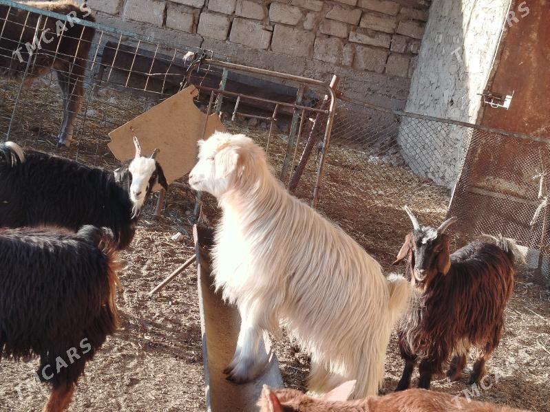 çebiş - Гызыларбат - img 2