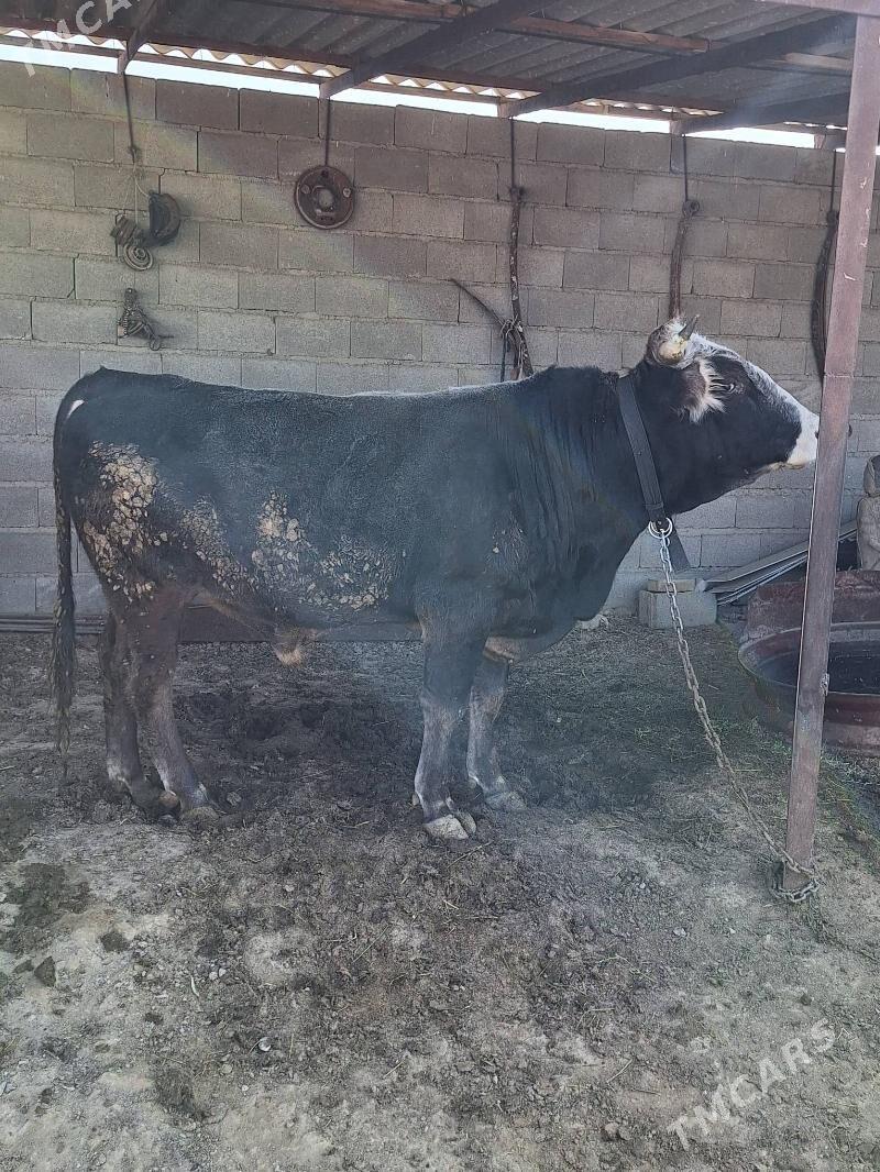 Öküz - Bäherden - img 2