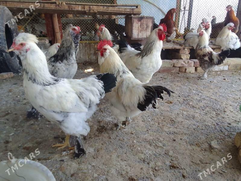 Horaz - Aşgabat - img 3