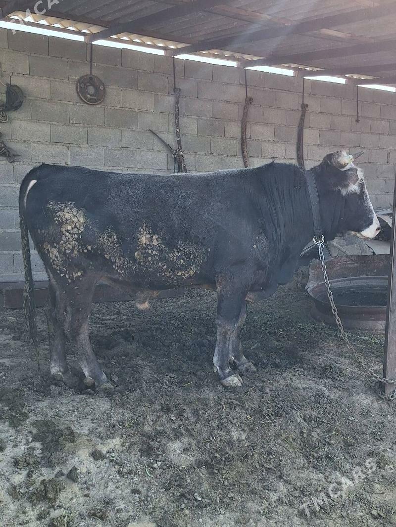 Öküz - Bäherden - img 4