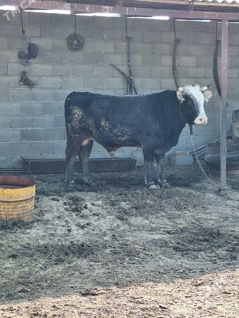 Öküz - Bäherden - img 3