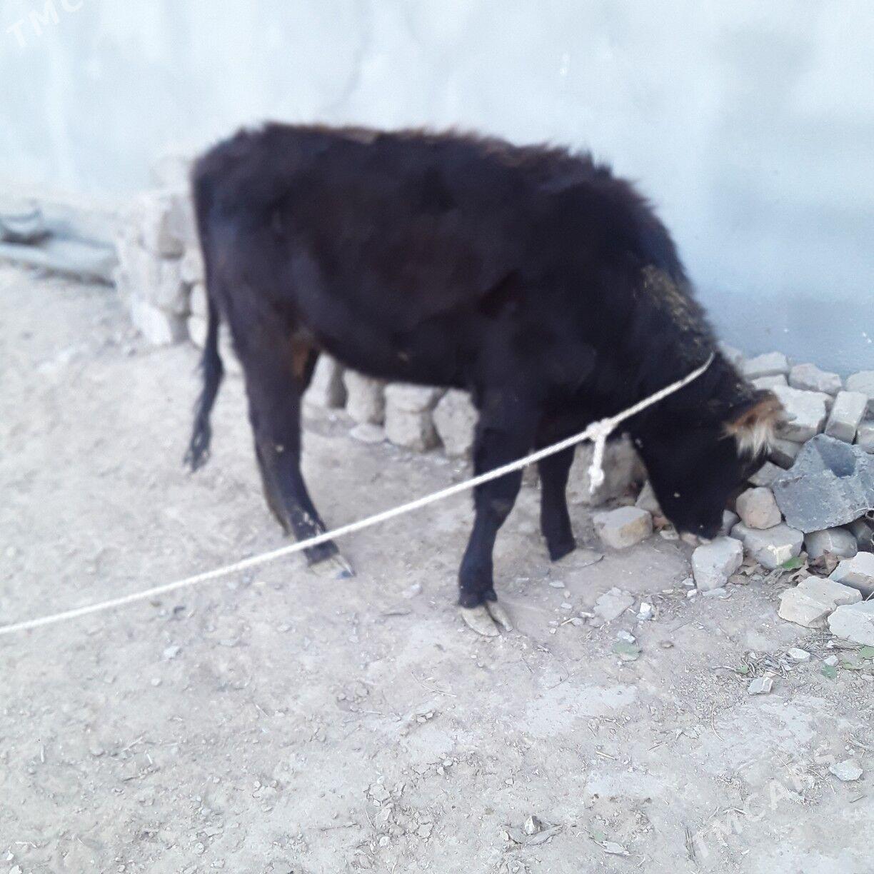 tuwe şwes - Büzmeýin - img 2