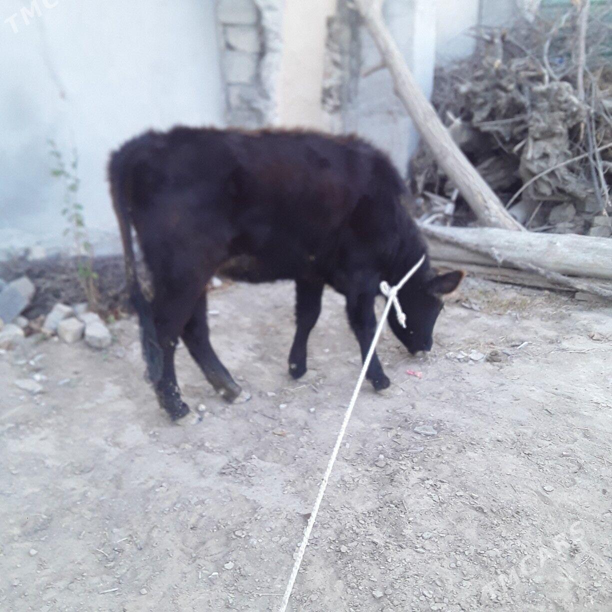 tuwe şwes - Büzmeýin - img 3