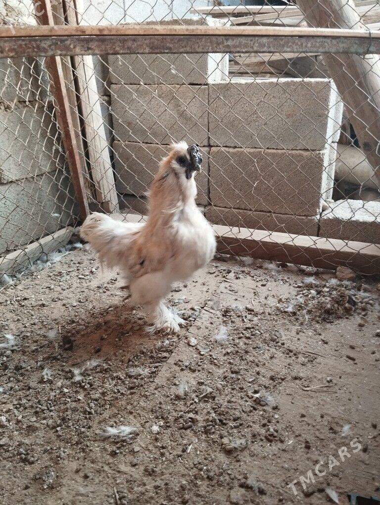 Karlik horaz - Кипджак - img 3