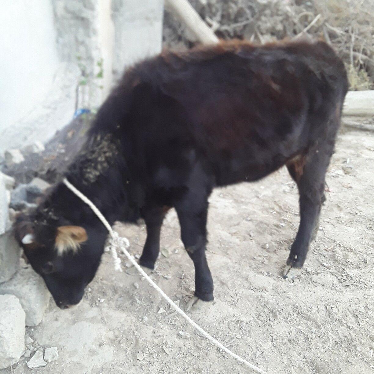 tuwe şwes - Büzmeýin - img 5