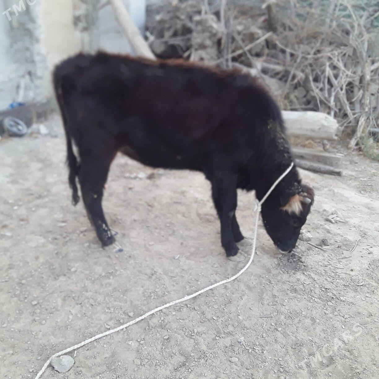 tuwe şwes - Büzmeýin - img 6