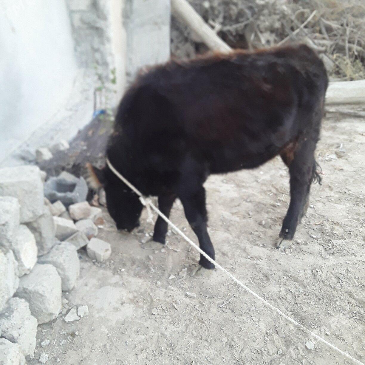 tuwe şwes - Büzmeýin - img 4