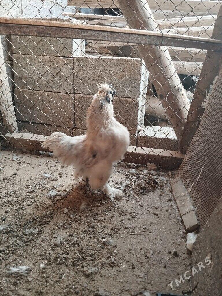 Karlik horaz - Кипджак - img 2