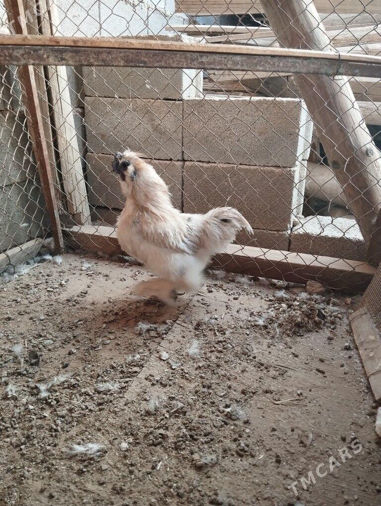 Karlik horaz - Кипджак - img 1