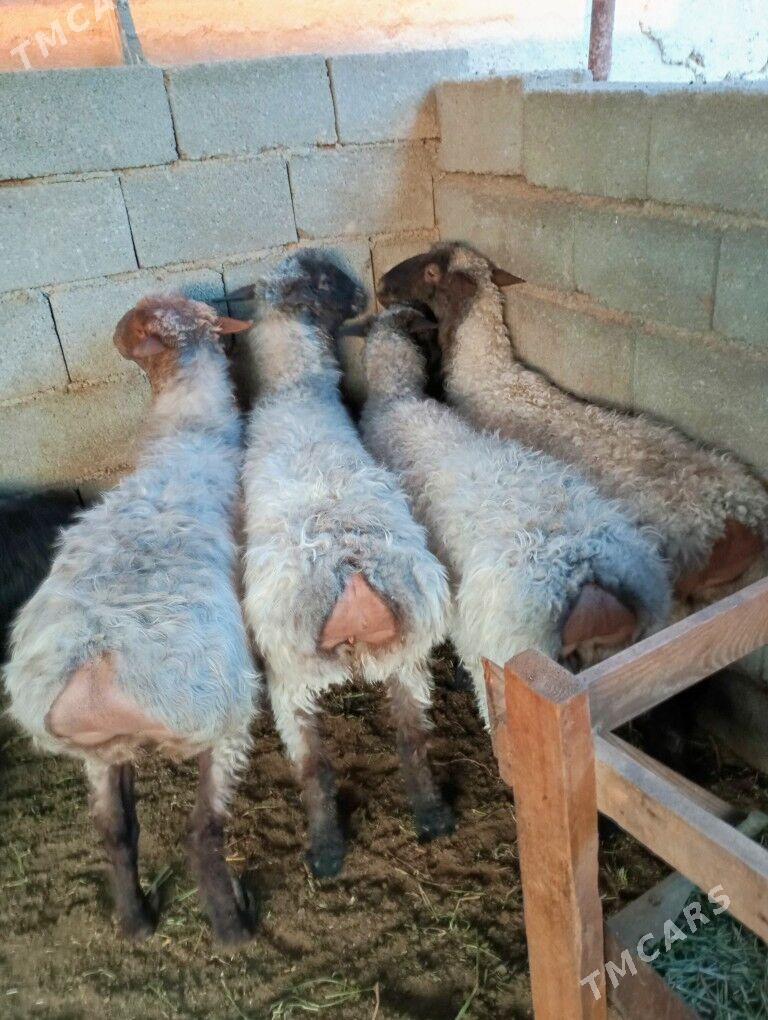 bakyly goŷun - Çoganly - img 2