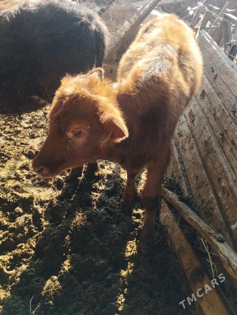 okuzce we unajyn - Чарджоу - img 2