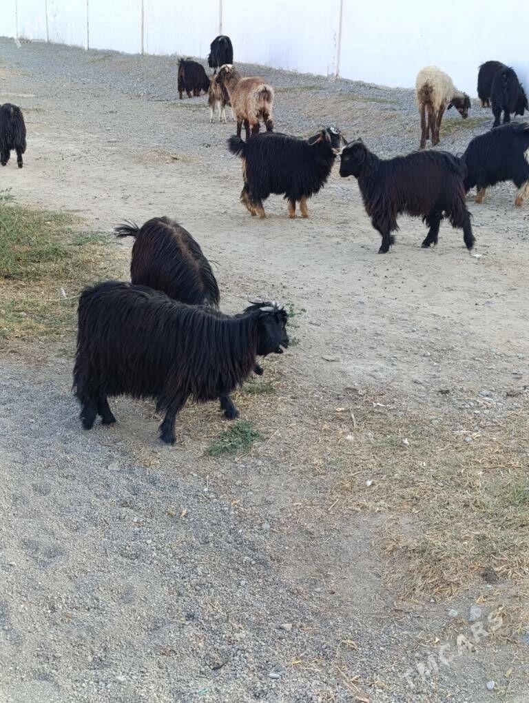 ÇEWİŞ - Hitrowka - img 2