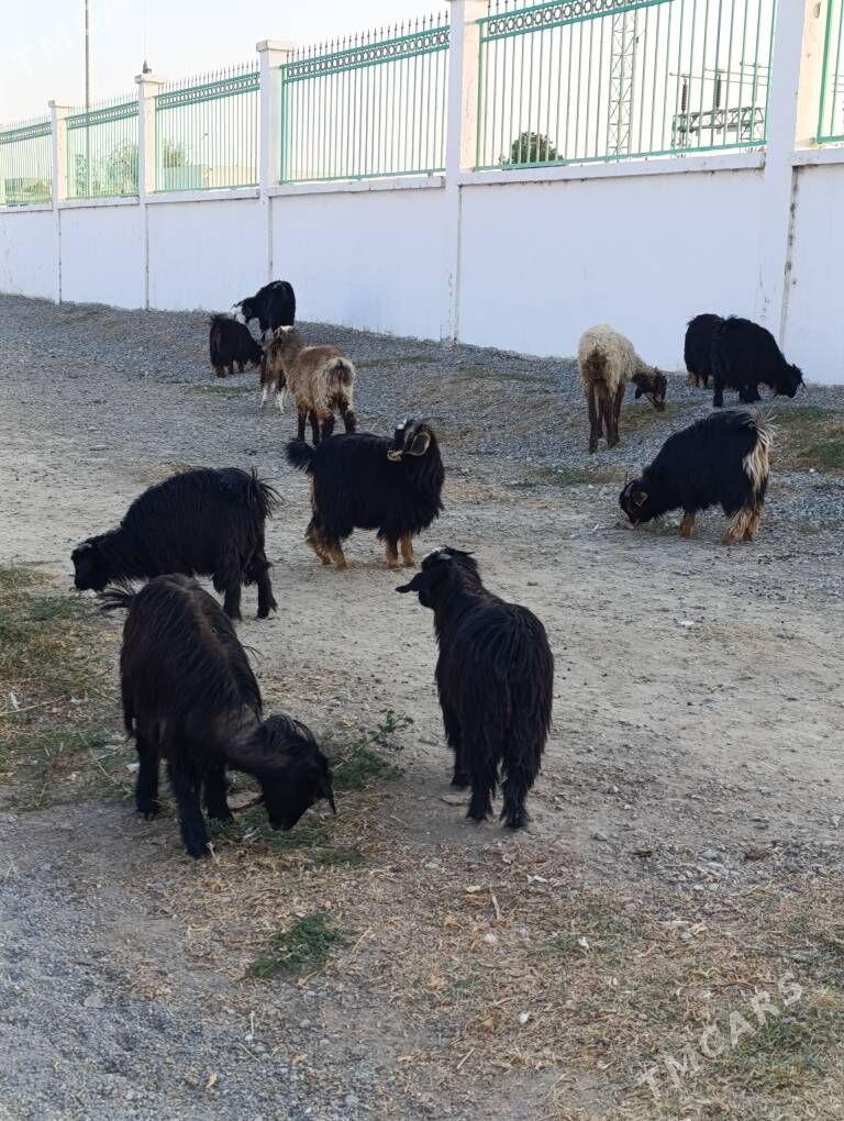 ÇEWİŞ - Hitrowka - img 3