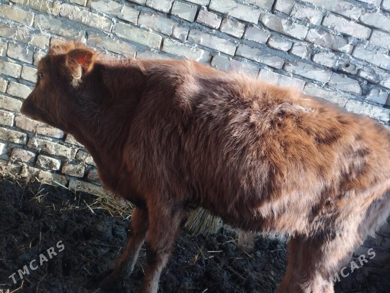 okuzce we unajyn - Чарджоу - img 4