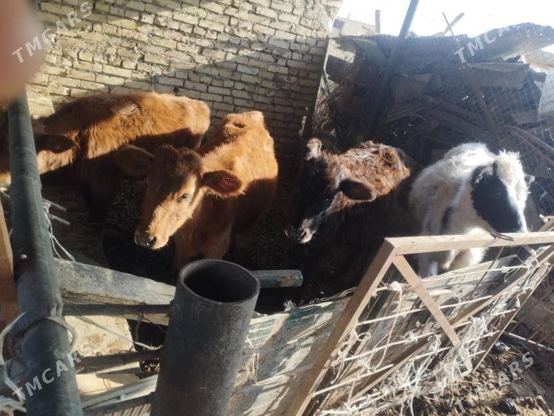 okuzce we unajyn - Чарджоу - img 5