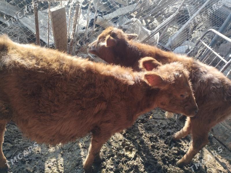 okuzce we unajyn - Чарджоу - img 3