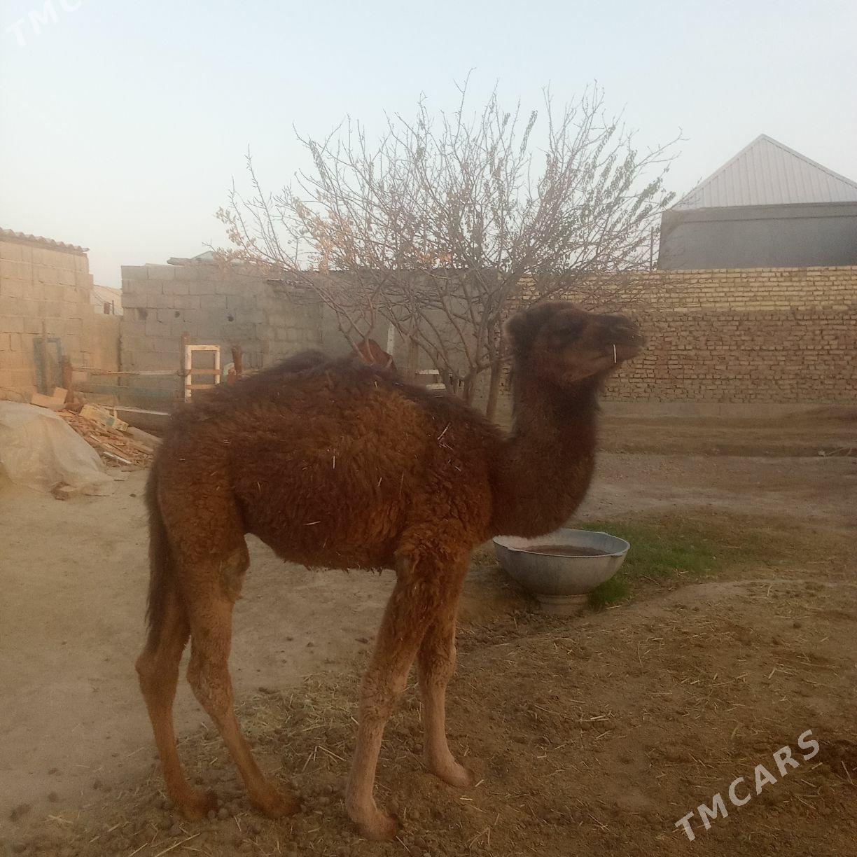 torum - Бахарден - img 2