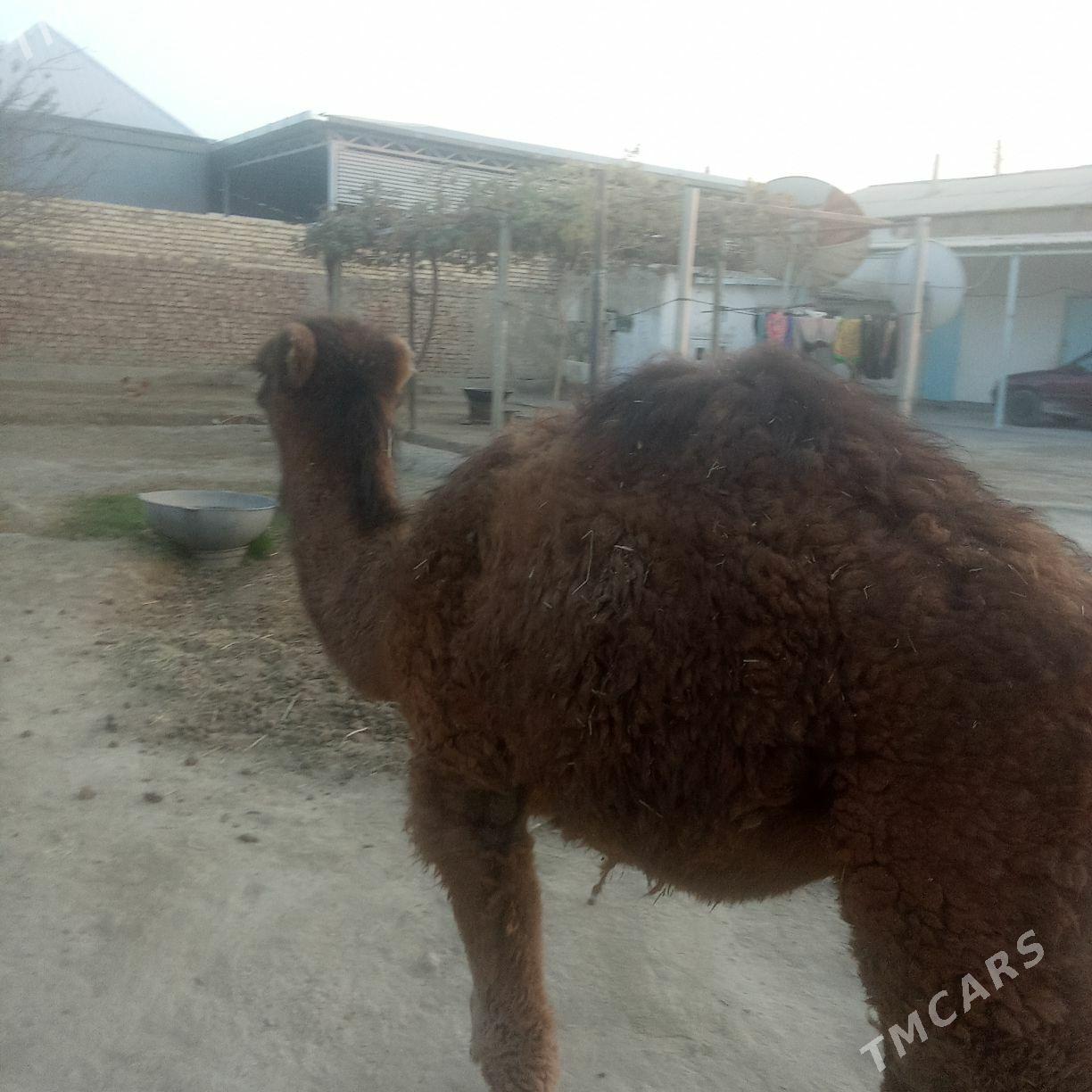 torum - Бахарден - img 3